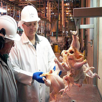 2025 Abattoir automatique complet de poulet Ligne d'abattage de volaille d'abattoir de poulet pour les industries d'abattoir