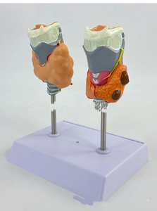 Hệ thống nội tiết y tế giải phẫu họng tuyến giáp Mô hình giải phẫu tuyến giáp bệnh lý của con người cường giáp suy giáp - Product Image 4