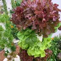 Grand Système Hydroponique Vertical pour Légumes et Ananas, Tours de Culture Aéroponique en PVC