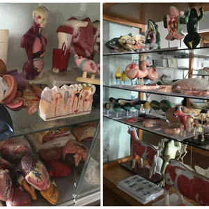 Anatomi Medis Eyeball Anatomi Mata Mata dengan Orbit Model - Product Image 6