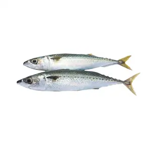 China Top Sale Best Quality IQF Frozen Pacific Mackerel WR Seafood Fish