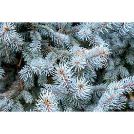 Gobelet de 8 oz pour les fêtes - Product Image 4