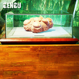 Dinosaur <strong>fossil</strong> Egg From <strong>Fossils</strong> Wholesale - Product Image 1