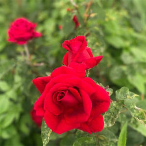 Polvo de flor de Rosa natural puro 100% - Product Image 2