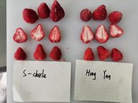 Fraises surgelées IQF, conservation par eau, emballage en vrac, origine Chine, prix usine