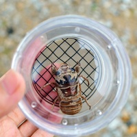 Cage à insectes grossissante, mini loupe, conteneur, destructeur d'insectes, outils de drôle et de sonde naturelle