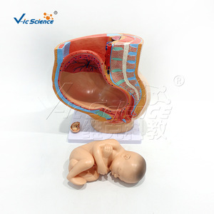 Modèle de grossesse avec fœtus à terme, modèle anatomique de grossesse féminine, modèle médical pelvien fœtal - Product Image 5