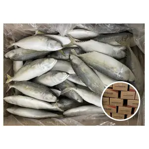 Carton de pêche frais populaire en gros Rastrelliger Kanagurta maquereau indien congelé