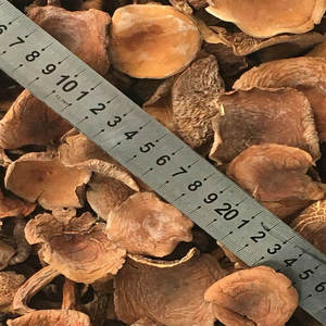 Продажа сушеных цельных грибов лактария волшебного, в форме молочной кепки от Nai jiang jun - Product Image 4