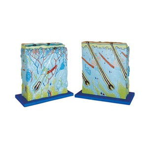 Modello anatomico ingrandito della <span class=keywords><strong>pelle</strong></span> <span class=keywords><strong>umana</strong></span> per <span class=keywords><strong>la</strong></span> scienza medica - Product Image 1