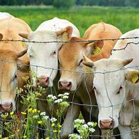 Cadre en bois de treillis de rail enduit de métal galvanisé à chaud 3D clôturant la porte pour des fermes de cerf de moutons de bétail
