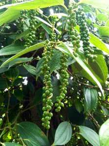 Лидер продаж, чистый натуральный экстракт корня кавы, порошок корня кавы, экстракт кавалактонов 70% - Product Image 3