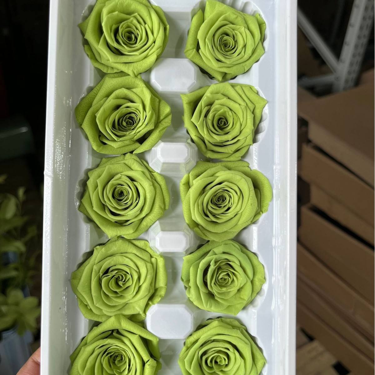 เหลือง-เขียว-10/กล่อง