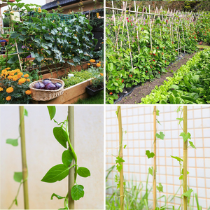 Stock US, livraison en 10 jours, 25 pièces de bâtons de <span class=keywords><strong>bambou</strong></span> naturel de 2 pieds piquets de jardin en bois pour tomates, haricots, fleurs, plantes grimpantes - Product Image 6