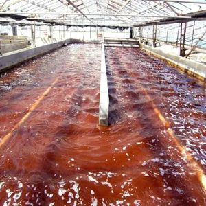 GMP標準高品質食品グレード100% 天然アスタキサンチンヘマトコッカスPluvialisエキス液体固体抽出粉末 - Product Image 5