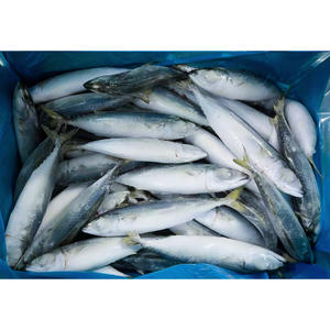 سمك الماكريل الكامل المجمد البحري 18 + + سعر السمك - Product Image 2