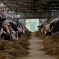 Diseño de Establos Prefabricados de Acero Ligero para Aves de Corral, Vacas Lecheras y Ganado