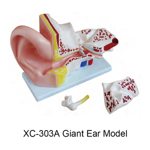 דגם אנטומיה של אוזן אנושית XC-303D, דגם לימוד אנטומי לאוזן למטרות חינוך - Product Image 2