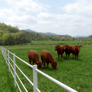 Postes de Cerca Eléctrica de Fibra de Vidrio Resistentes a los Rayos UV, Productos Nuevos, Postes de Cerca de Fibra de Vidrio, Postes de Cerca Eléctrica de Fibra de Vidrio, Oferta - Product Image 2