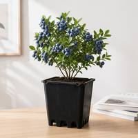 Pots de fleurs carrés en plastique de luxe, vintage et contemporains, pour pépinière, serre et jardin, 25,9 L, avec trou de drainage, vente en gros