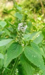 HOJA DE PERILLA AL POR MAYOR ALTA CALIDAD PARA EXPORTAR Y BUEN PRECIO/MEJOR PRECIO COMPETITIVO DE VIETNAM EN 2023 - Product Image 5