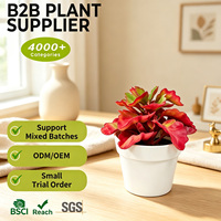 Plante artificielle de begonnie rouge en soie en pot blanc de 13 cm pour table de restaurant, commande en gros, décoration