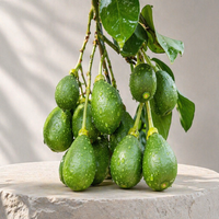 Citrus Flavonoid Natuurlijke Waterextractie Naringin Fruitextract Voedingskwaliteit Fijn Poeder 95%-98% voor Functioneel Voedselingrediënt
