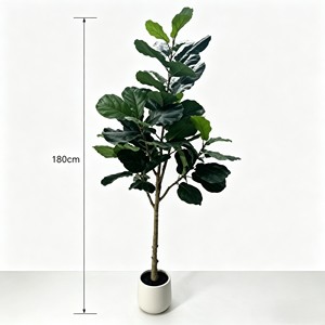180cm Pitted white basin Fiddle-leaf fig– Eco-Friendly Plant for Wedding & Event Decoration - Product Image 2