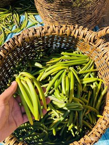 คุณภาพเยี่ยม 100% ธรรมชาติ ขนาด 14-17 ซม. ฝักวานิลลาบรูซิเนียแห้งบริสุทธิ์จากมาดากัสการ์ สำหรับการส่งออก - Product Image 6