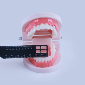 Strumenti Medici all'Ingrosso, Righello Dentale per Misurazioni e Fotografia - Product Image 4