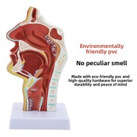 Modelo Anatómico de Ciencias Médicas: Sección Longitudinal de Faringe, Nasofaringe, Cavidad Oral y Laringe en PVC, Cavidades Nasales Humanas
