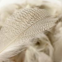 Plumes de canard blanc naturelles de tailles variées en gros pour queues de streamer, ailes de mouche et accents sur les mouches pour truites Steelhead et achiganes