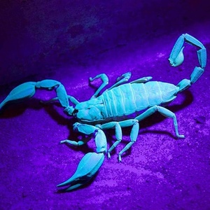 Tùy chỉnh 365 ~ 400nm wacelengngth và màu sắc Mini LED Blacklight troch vòng chìa khóa tia cực tím Đèn pin uv Keychain ánh sáng - Product Image 5