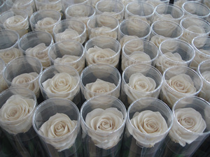 Aniversario de bodas Día DE LA MADRE Regalo del día de San Valentín Ramo Flor Etern Flor individual con ramas <span class=keywords><strong>Rosas</strong></span> preservadas - Product Image 6