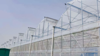 Invernadero Multi-Span con Techo de Plástico para Cultivo de Vegetales y Flores