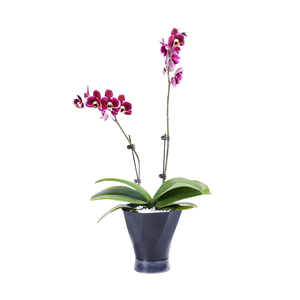 Maceta de plástico decorativa de autorriego con diseño de falda con <span class=keywords><strong>separador</strong></span> de drenaje resistente a la pudrición de la raíz para uso en el jardín - Product Image 5