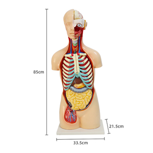 Modèle d'anatomie du système organique du corps <span class=keywords><strong>humain</strong></span> de 85 cm, 19 parties, anatomie médicale, tronc <span class=keywords><strong>asexué</strong></span>, structure des organes viscéraux - Product Image 2