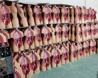 Modelo de Torso Humano de 85 cm para Enseñanza de Ciencias Médicas, en PVC, con Partes Desmontables, para Demostración Anatómica en Escuelas, con Certificación CE/ISO