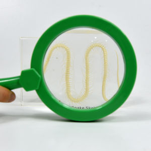 โครงกระดูกสัตว์ทำจากเรซิ่นวัสดุวัสดุสำหรับการสอนโครงกระดูกงูตัวอย่างโครงกระดูกสำหรับชีววิทยา - Product Image 5