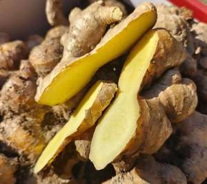 Radice di Zenzero Giovane Fresca di Alta Qualità Biologica Marca Gap Heli Direttamente dalla Fattoria di Shandong 10kg - Product Image 1