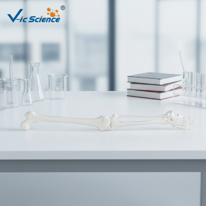 Modelos Educativos o Didácticos de Esqueletos, Modelo de <span class=keywords><strong>Esqueleto</strong></span> <span class=keywords><strong>Humano</strong></span> de Extremidad <span class=keywords><strong>Inferior</strong></span> a Tamaño Real (en Pares) para Ciencias Médicas - Product Image 2