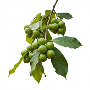 Suplemento Antioxidante a Granel, Fruta Seca Entera, Myrobalan Secado al Sol - Product Image 1