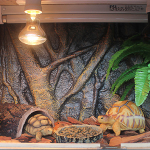 Reptil Fish Tank <span class=keywords><strong>Fondo</strong></span> <span class=keywords><strong>3D</strong></span> Rock Decoración para <span class=keywords><strong>acuario</strong></span> Terrario <span class=keywords><strong>Fondo</strong></span> <span class=keywords><strong>3D</strong></span> <span class=keywords><strong>Acuario</strong></span> <span class=keywords><strong>Fondo</strong></span> - Product Image 4