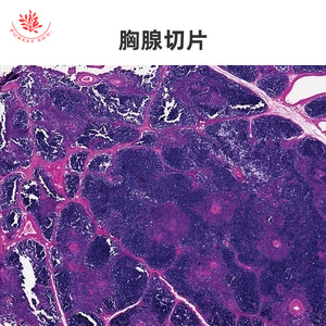 Lame de microscope du système endocrinien, phase de quiescence et phase de secretion de la glande mammaire, apprentissage médical, anatomie de base - Product Image 3