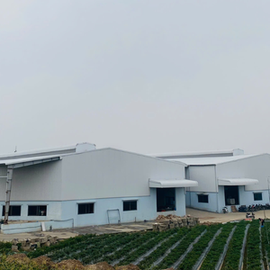 Venta al por mayor de zanahorias picadas secas de Vietnam, verduras deshidratadas agrícolas, servicio de exportación OEM - Product Image 5