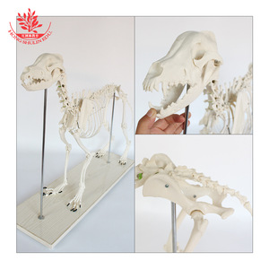 Esqueleto de perro simulado hecho de PVC, móvil, duradero, de plástico beige, material didáctico, modelo de esqueleto de perro grande y pequeño - Product Image 3