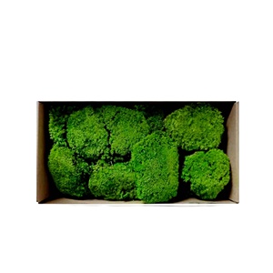 Premium Natural Preserved Reindeer <strong>Moss</strong> Super <strong>Moss</strong> Chunk Long-Lasting For Christmas Home Decor Wall Art Terrarium Interior - Product Image 2