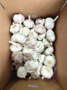 Nueva cosecha de ajo fresco chino blanco Normal/ajo blanco puro Alho Ajo Ail suministro con precio al por mayor de ajo - Product Image 2