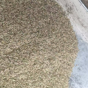 Semillas de Ortiga Orgánicas Silvestres Naturales de Alta Calidad al por Mayor, Originarias de China, para Uso Alimentario - Product Image 4