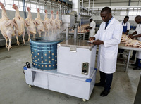 Machine intégrée d'épluchage et d'échaudage de poulets 201 SS - Équipement de traitement avicole efficace pour les abattoirs HJ-60B